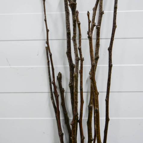 Grusza azjatycka Early Shu START PACK