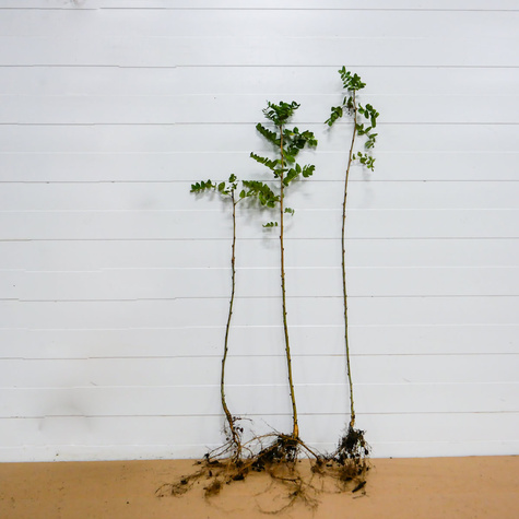 Karagana syberyjska na żywopłot Plant Pack