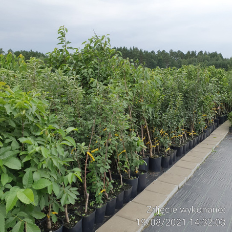 Jabłoń Sztetyna czerwona w doniczce