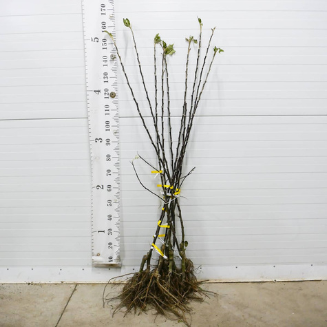 Jabłoń Red Lobo START PACK