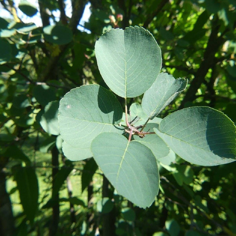 Świdośliwa olcholistna Amela