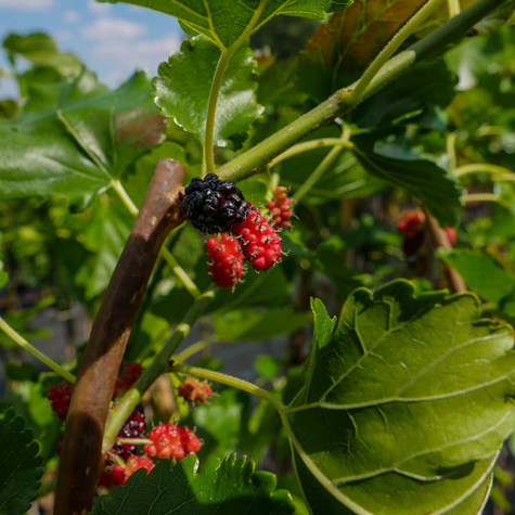 Morwa Czarna Pendula szczepiona na pniu