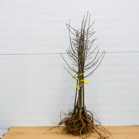 Śliwa Węgierka Dąbrowicka START PACK