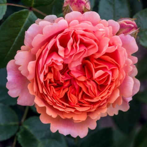 Róża rabatowa Chippendale pomarańczowa balot