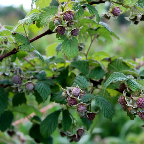 Malina fioletowa Glen Dee (C2)