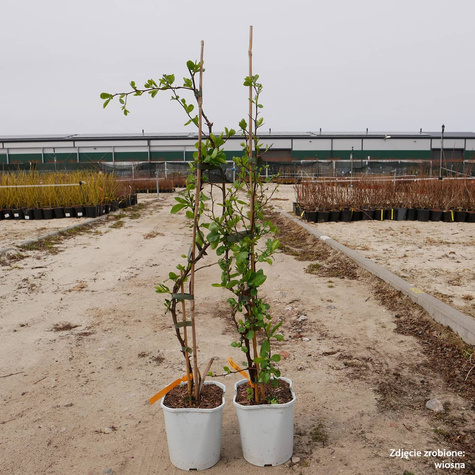 Pigwowiec okazały Kinshiden (C2)