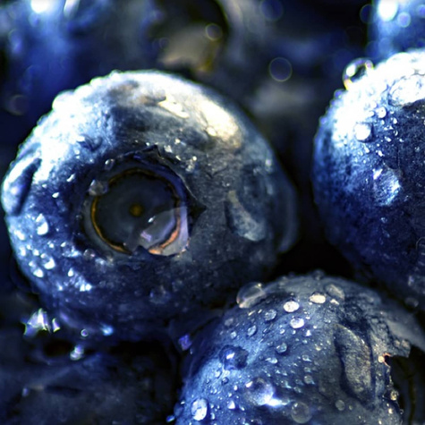 Borówka amerykańska HANNAH'S CHOICE