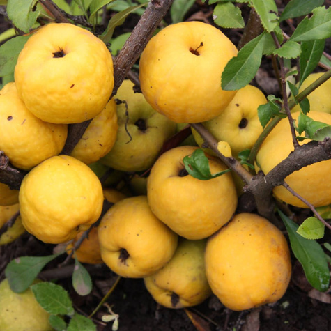 Pigwowiec pośredni Salmon Horizon