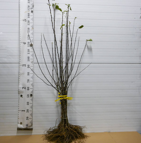 Duo Jabłoń Genewa Early + Julka Plant Pack