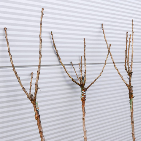 Agrest czerwony Sewierny Kapitan na pniu w balocie