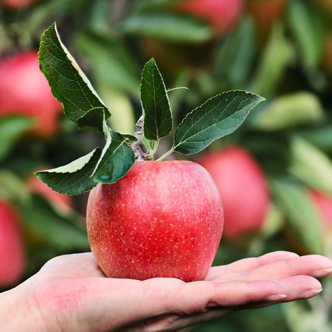 Jabłoń Rawena w doniczce (C2)