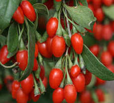 Jagoda Goji Kolcowój chiński New Big