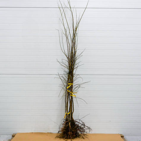 Śliwa japońska Angelo START PACK