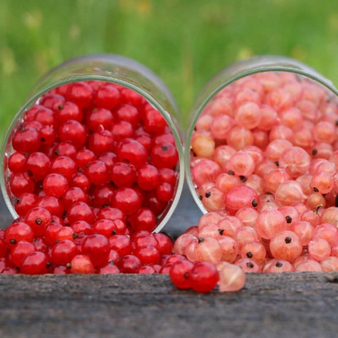 Duo porzeczka czerwono-biała na pniu balot