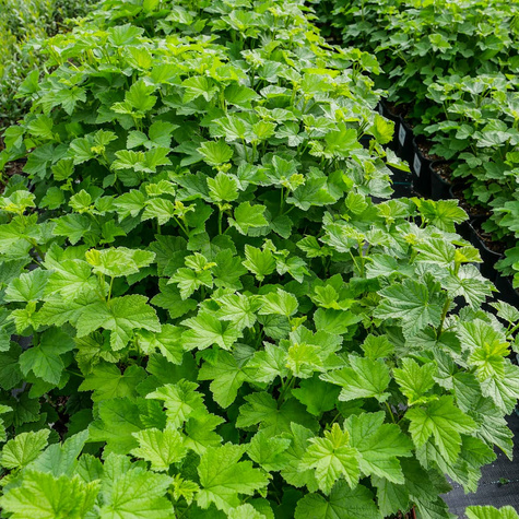 Porzeczka alpejska (C2)