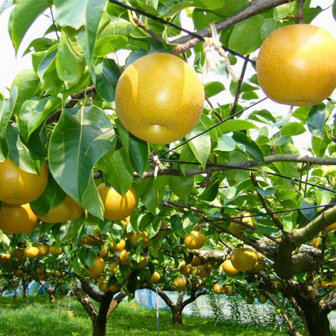 Grusza azjatycka Nijisseiki New Century najsłodsza