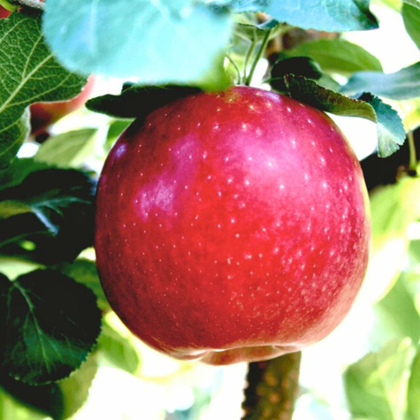 Jabłoń Cosmic Crisp Plant Pack