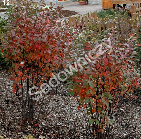 Aronia Czarna Czarnowocowa sadzonki