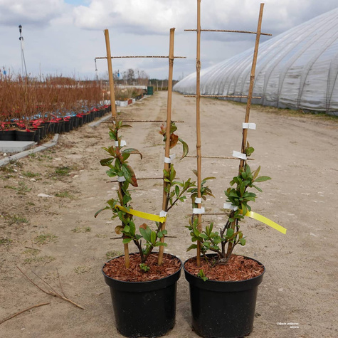 Pigwowiec okazały Nivalis Ozdobny Obronny na Nalewki