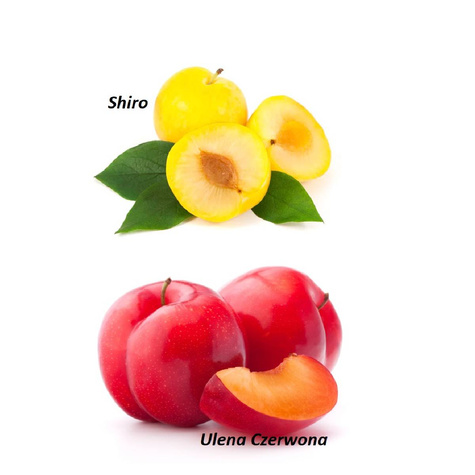  Duo Śliwa Ulena Czerwona + Shiro START PACK