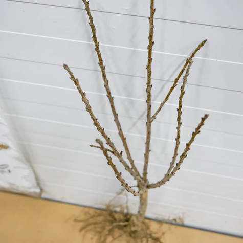 Mini Wiśnia karłowa Piemont START PACK