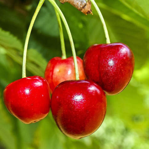  Czereśnia Vega Plant Pack