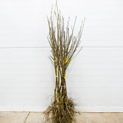 Wiśnia Szklanka Polska