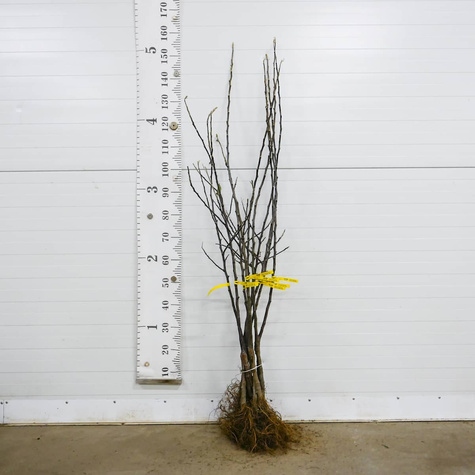 Jabłoń Szarlotkowa Sadzonka