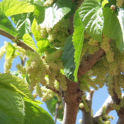 Morwa czarna sadzonki