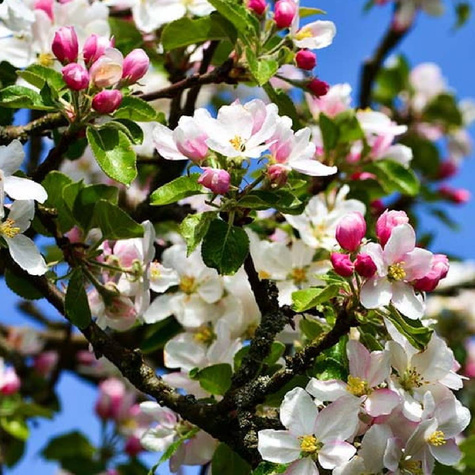 Jabłoń Antonówka Biała Śmietankowa Półtorafuntowa w doniczce (C2)