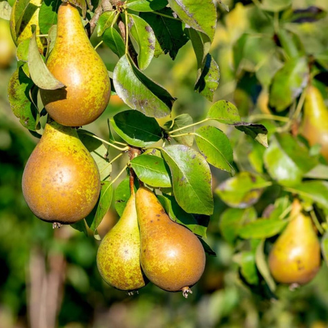 Duo Grusza Konferencja + Bonkreta Wiliamsa START PACK ®