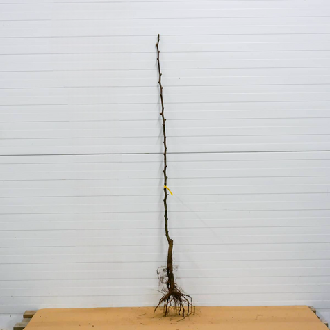 Grusza azjatycka Kosui START PACK