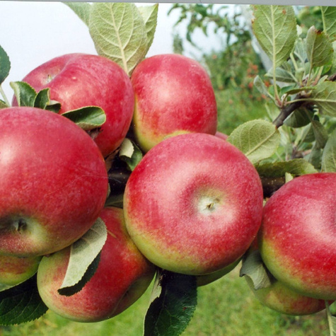 Jabłoń Empire w doniczce