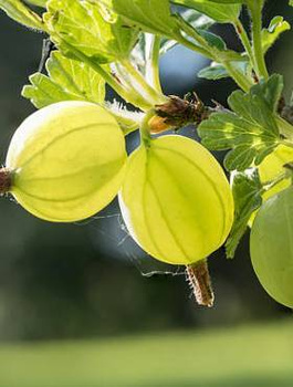 Agrest biały Rodnik w doniczce