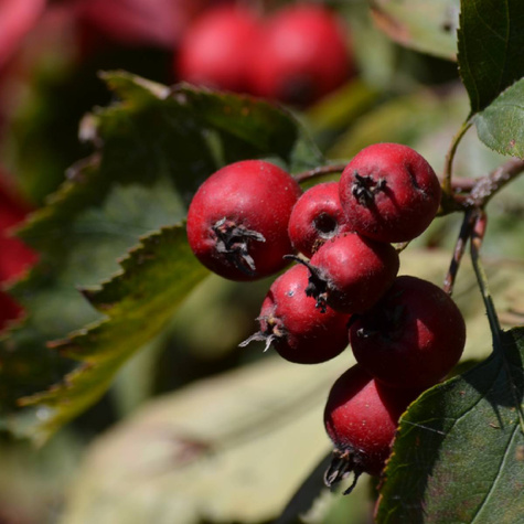 Jarząb szwedzki Jadalny Owoce Plant Pack