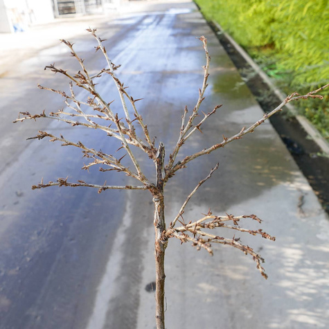 Agrest biały Hinnonmaki Gelb na pniu