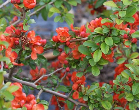 Pigwowiec japoński Sargentii (C2)