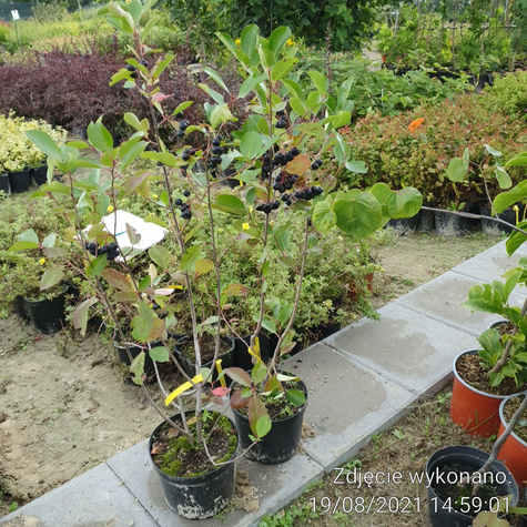 Aronia czarnoowocowa Revontuli Mound w doniczce