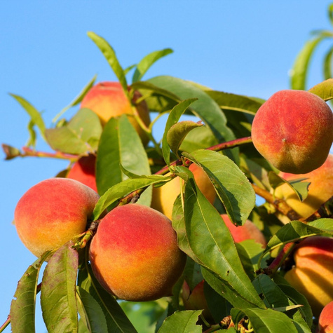 Brzoskwinia Flamingo START PACK