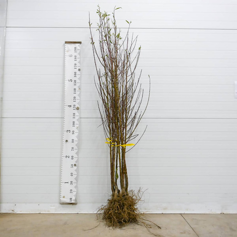 Brzoskwinia Inka Samopylna Start Pack