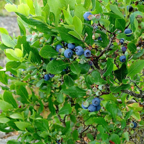 Borówka Zestaw 2 plennych odmian