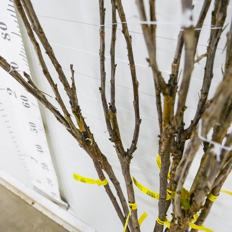 Porzeczka czerwona na pniu balot