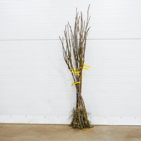 Porzeczka czerwona na pniu balot