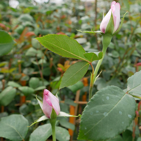 Róża pnąca fioletowo-różowa balot
