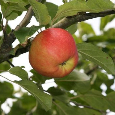 Jabłoń Kantówka Gdańska START PACK