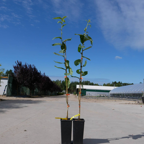 Nieszpułka jadalna Dutch Giant