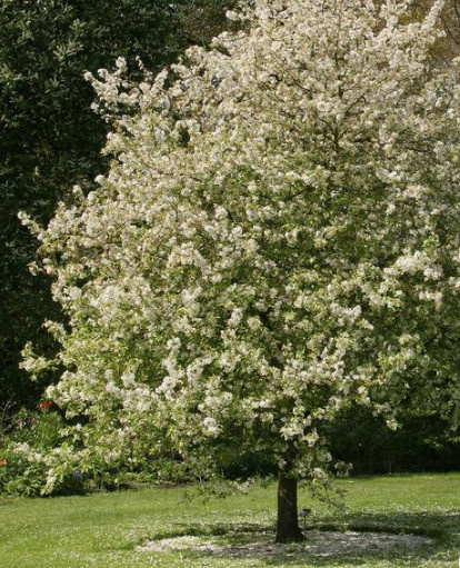 Śliwa typu Toped Plus wczesna duża START PACK