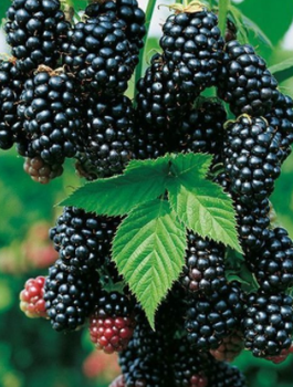 Jeżyna wielkoowocowa bezkolcowa Black Satin (C2)