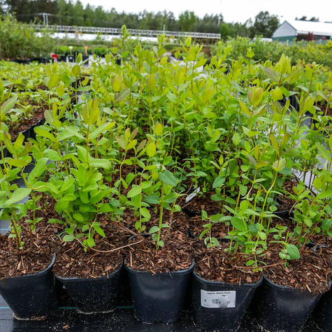 Jagoda kamczacka Zojka