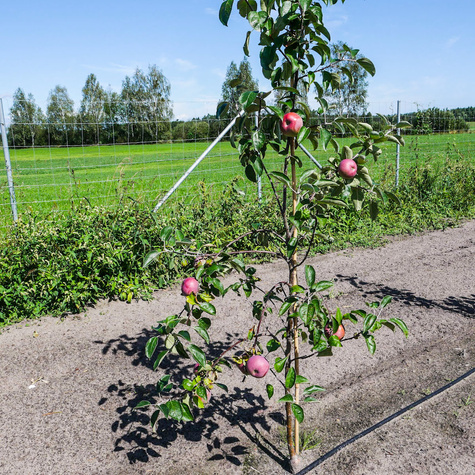 Jabłoń Red Cortland START PACK